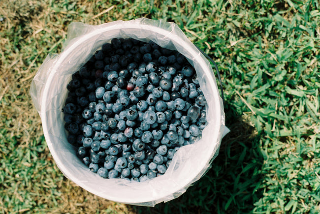 Blueberry Picking Tradition | Stutzman Farms