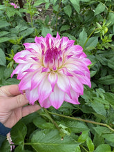 Load image into Gallery viewer, Colorado Classic dahlia
