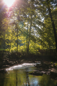 Wild + Rooted: Mama + Me Nature Sessions Registration