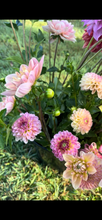 Load image into Gallery viewer, Suncrest dahlia
