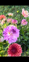 Load image into Gallery viewer, Colorado Classic dahlia
