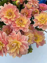 Load image into Gallery viewer, Day dreamer dahlia
