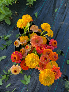 5 Bouquet Flower Subscription