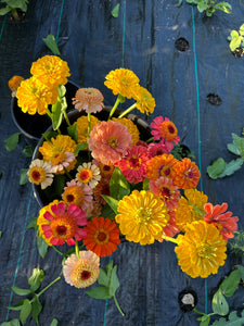 Bucket of Joy • bulk flowers