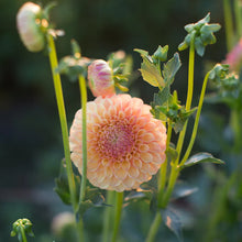 Load image into Gallery viewer, Suncrest dahlia

