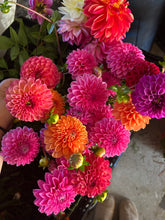 Load image into Gallery viewer, Maarn dahlia
