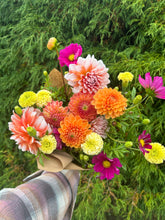 Load image into Gallery viewer, Maarn dahlia
