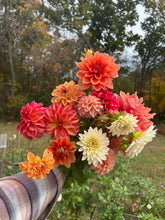 Load image into Gallery viewer, MYSTERY TUBER dahlia
