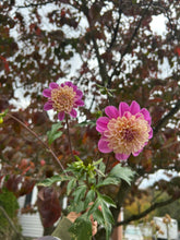 Load image into Gallery viewer, Take Off dahlia
