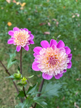 Load image into Gallery viewer, Take Off dahlia
