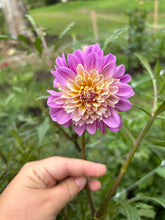 Load image into Gallery viewer, Take Off dahlia
