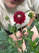Load image into Gallery viewer, Cornel dahlia
