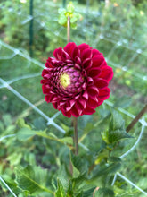 Load image into Gallery viewer, Cornel dahlia
