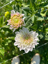 Load image into Gallery viewer, Eveline dahlia
