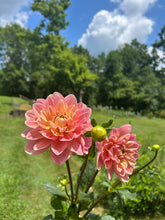Load image into Gallery viewer, 5 Bouquet Flower Subscription (2026)
