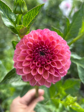 Load image into Gallery viewer, Caitlin's Joy dahlia
