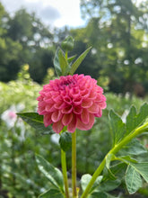 Load image into Gallery viewer, Caitlin's Joy dahlia
