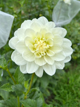 Load image into Gallery viewer, Bridezilla dahlia
