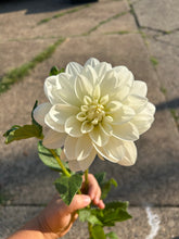 Load image into Gallery viewer, Bridezilla dahlia
