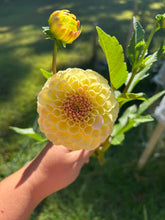 Load image into Gallery viewer, Suncrest dahlia
