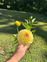 Load image into Gallery viewer, Suncrest dahlia
