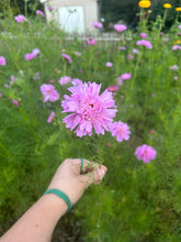 Load image into Gallery viewer, Biweekly Bouquet Flower Subscription (2026)
