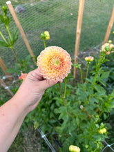 Load image into Gallery viewer, Suncrest dahlia
