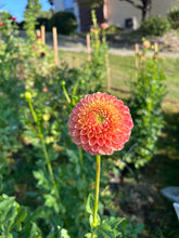 Load image into Gallery viewer, Sunspot dahlia
