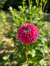 Load image into Gallery viewer, Caitlin's Joy dahlia
