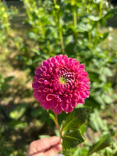 Load image into Gallery viewer, Caitlin's Joy dahlia
