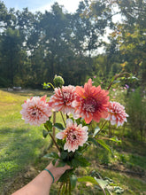 Load image into Gallery viewer, A la Mode dahlia
