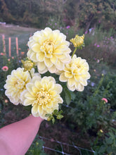 Load image into Gallery viewer, Sun Kissed dahlia
