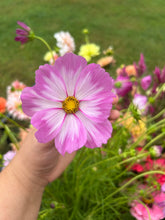 Load image into Gallery viewer, 5 Bouquet Flower Subscription (2026)
