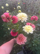 Load image into Gallery viewer, Sun Kissed dahlia
