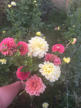 Load image into Gallery viewer, Sun Kissed dahlia
