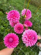 Load image into Gallery viewer, Pink Sylvia dahlia
