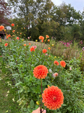 Load image into Gallery viewer, Maarn dahlia
