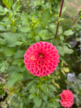Load image into Gallery viewer, Sunspot dahlia

