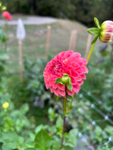 Load image into Gallery viewer, Sunspot dahlia
