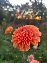 Load image into Gallery viewer, Maarn dahlia
