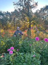 Load image into Gallery viewer, MYSTERY TUBER dahlia
