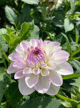 Load image into Gallery viewer, Eveline dahlia
