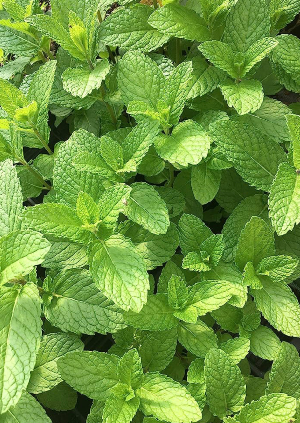 Fresh Herb Bunch -  mint, basil, lavender, oregano, dill