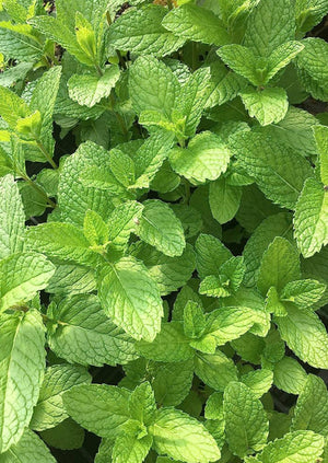 Fresh Herb Bunch -  mint, basil, lavender, oregano, dill