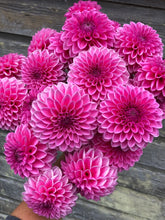Load image into Gallery viewer, Pink Sylvia dahlia
