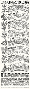 Tea and Infusion Herbs Poster | Thyme Herbal