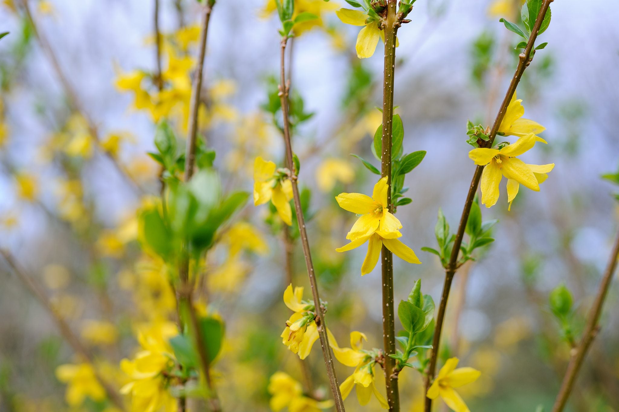 Forsythia Branch Bunch
