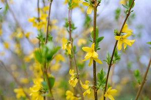 Forsythia Branch Bunch