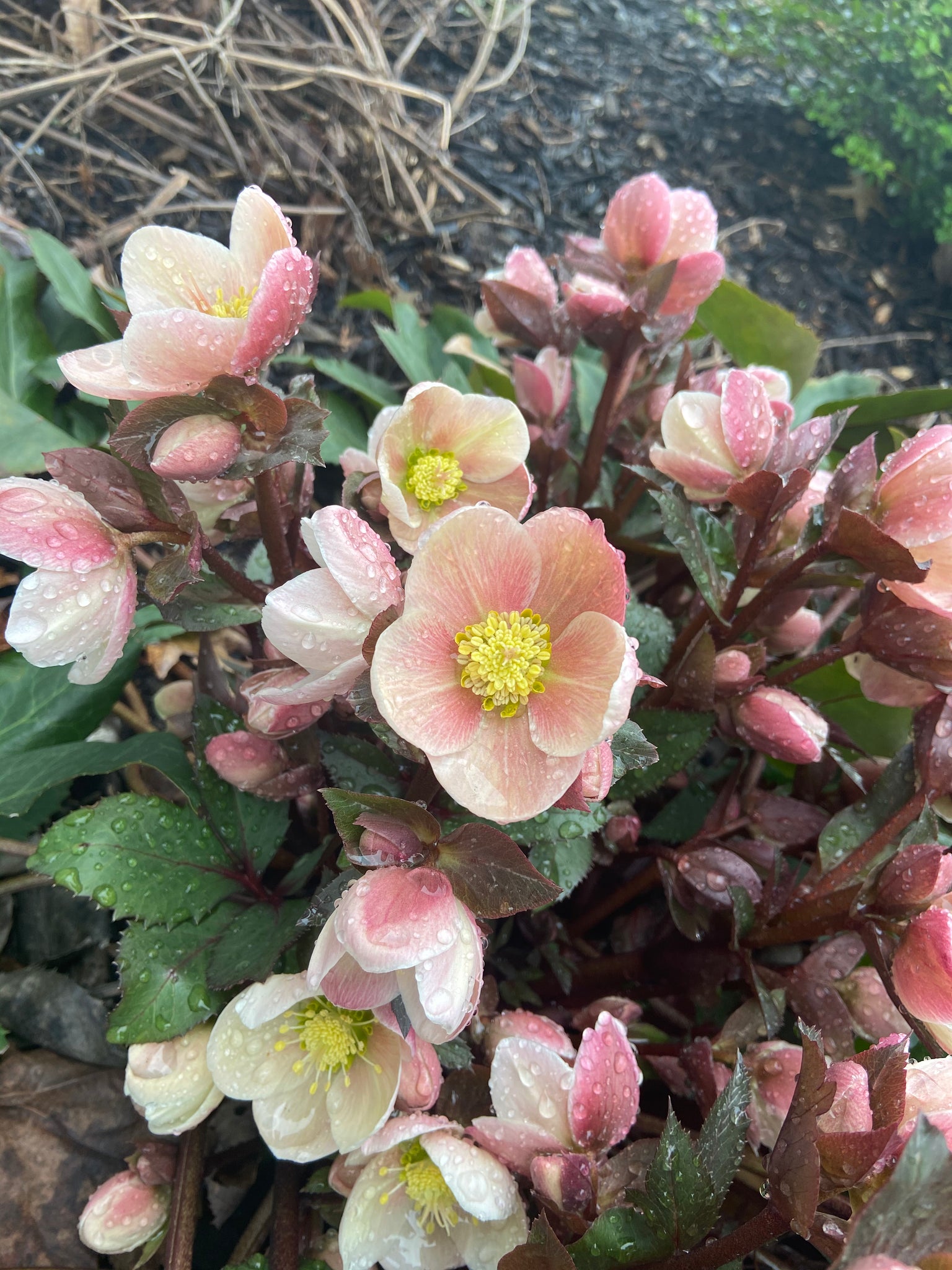 Frost Pink Hellebore Bunch