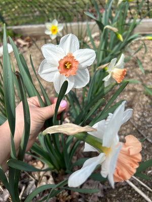 Mixed Daffodil Bunch